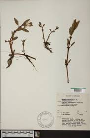 Image result for Bergia