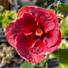 Image result for Hibiscus calyphyllus