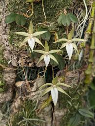 Image result for Summerhayesia