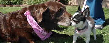 Maybe you would like to learn more about one of these? Rescue Animals Phoenix Arizona Foothills Animal Hospital