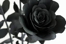 احدث صور الورد الاسود صور وردة سوداء مجلة البرونزية