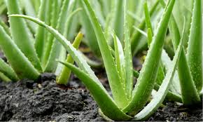 Tanaman lidah buaya atau aloe vera termasuk semak rendah dan menyukai hidup di tempat kering. Bisnis Selai Lidah Buaya Bikin Tubuh Dompetmu Sehat Selalu