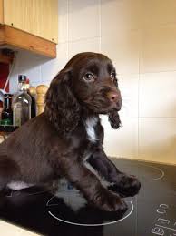 Baby Black And Brown Cocker Spaniel Baby Bonnie The Working Cocker Spaniel Spaniel Puppies Puppies Cocker Spaniel Puppies
