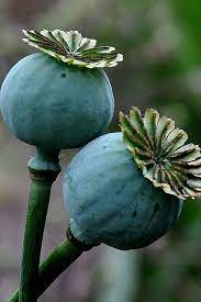 I love growing poppies in my garden, and i am always recommending other gardeners do it too. Pin By Diana Vetter Sagir On Inspire Me Poppy Seed Pods Poppy Flower Poppies