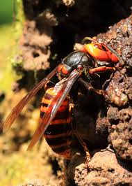 50 Japanese Giant Hornet Facts Complete Guide Plus Photos Videos Japanese Giant Hornet Weird Animals Scary Animals