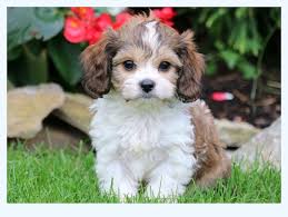 We thank you all for the many emails and requests for pups during the covid 19 restrictions! Advanced Cavachon Puppies Dog Breed