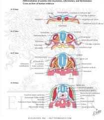 Somites are transient, segmentally organized structures. Differentiation Of Somites Into Myotomes Sclerotomes And Dermatomes