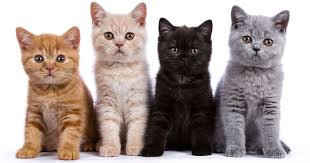 Salah satu hal yang menarik dari kucing adalah tampang dan ulahnya yang lucu. Que Achmad Dot Com Gambar Kucing Comel Dan Manja Anak Kucing Lucu Dan Paling Cute Sangat