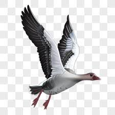 Free Free 317 Snow Goose Svg SVG PNG EPS DXF File