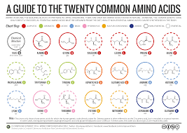 20 Common Amino Acids Chart Www Bedowntowndaytona Com