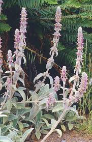 Image result for Stachys aculeolata