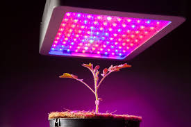 Led grow lights are the best when it comes to an indoor growing setup! The Best Led Grow Lights For Your Indoor Garden Bob Vila