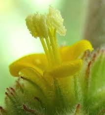 Image result for Waltheria indica