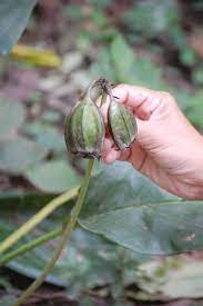 Bat Flower Propagation How To Grow Bat Flower From Seed Bat Flower Flower Seeds Seed Germination