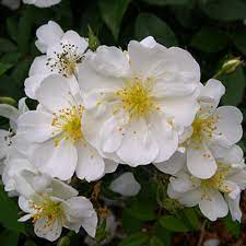 Maybe you would like to learn more about one of these? The Enigma That Is Darlow A Rose You Should Know Finegardening