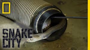 Spitting cobras tend to aim for the eyes while spitting out the venom, which is often a combination of neurotoxins and cytotoxins that can easily cause paralysis, corneal swelling and permanent blindness. The Dangers Of The Mozambique Spitting Cobra Snake City Youtube