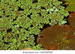 Image result for Salviniaceae