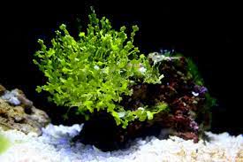 Saltwater aquarium plants add color and interest to your marine tanks and form part of any well thought out marine tank. Saltwater Aquariums Archives Aquatic Warehouse
