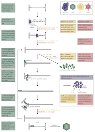 Other fish in the same family include trout, char, grayling, and whitefish. Viruses Free Full Text The Interplay Between Adeno Associated Virus And Its Helper Viruses Html