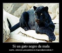 Resultado de imagen de Da mala suerte el gato negro?