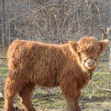 1 miniature belted galloway/dexter/hereford bull. Lakeport Miniature Highlands Mini Highlands For Small And Large Farms