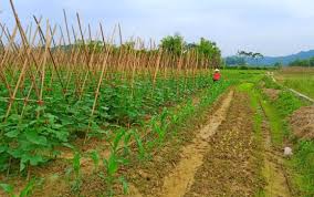Triển khai mô hình trồng rau hữu cơ tại xã Nam Hòa - Tin hoạt động của  huyện - Cổng thông tin điện tử tỉnh Thái Nguyên