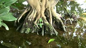 Image result for Rhizophora racemosa