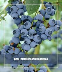 If you're not familiar with it yet, vinegar is a diluted and liquid form. 10 Best Fertilizer For Blueberries 2021 Top Picks Reviews