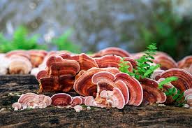 Image result for Ganoderma lucidum