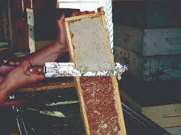Timing The Honey Harvet Bee Culture