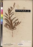 Image result for Ipomoea coscinosperma