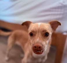 Lost female German Shepherd in Mesa AZ