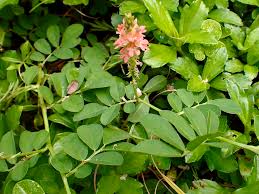 Image result for Indigofera simplicifolia