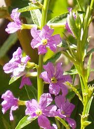 Image result for Lythrum