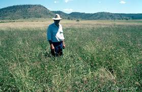 Image result for Indigofera schimperi