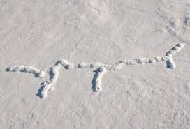 Bus stop, library, seniors centre, store, bank, school. Tracks In The Snow