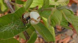 10 plants & flowers to beautify your garden this spring. Bee Collects Pollen And Nectar From Flower Of Guava Tree Youtube