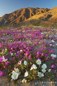 Maybe you would like to learn more about one of these? Anza Borego State Park Arizona California Wildflowers Desert Flowers State Parks