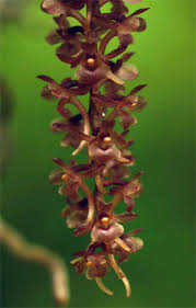 Image result for Rhipidoglossum rutilum