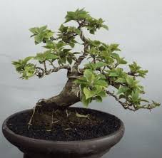 Cara membuat bonsai bunga kertas bougainvillea. Gambar Bonsai Bunga Bugenvil Gambar Bunga