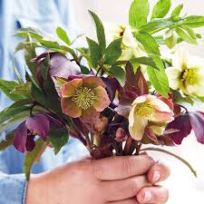 Hellebores can be planted any time when the ground is not frozen. Easy To Grow Hellebores Garden Gate
