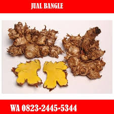 Hp Wa 0823 2445 5344 Harga Jual Produsen Bangle Di Palembang Herbalism Banjarmasin Palembang