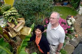 They fruit best in the coastal and tropical south, but old, established plants growing in protected spots in the lower south occasionally bear fruit. Banana Tree Bears Fruit In British Garden For The First Time In 20 Years Mirror Online