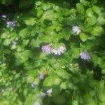 Image result for Sclerochiton harveyanus