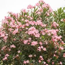 Non seulement il a une beauté remarquable, mais aussi il est l'une. Plantes D Exterieur Sans Arrosage 15 Photos Pour Faire Votre Choix Cote Maison