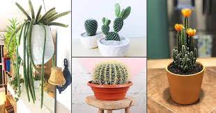 They are also called jacob's cactus, desert coral and many other names. 25 Best Indoor Cactus Plants For Home Balcony Garden Web