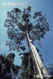 Couratari guianensis - Alchetron, The Free Social Encyclopedia