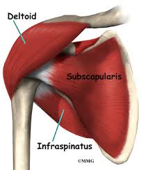 The infraspinatus muscle tendon is sometimes separated from the capsule of the shoulder joint by a bursa. Shoulder Anatomy Eorthopod Com