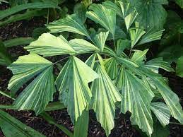 Ciri Ciri Dan Jenis Jenis Pohon Palem Bibitbunga Com