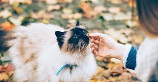 Makanan kucing bisa kita dapatkan di toko hewan dengan mudah dan harga yang bervariasi. 9 Makanan Kucing Murah Terbaik Di Malaysia 2021 Productnation